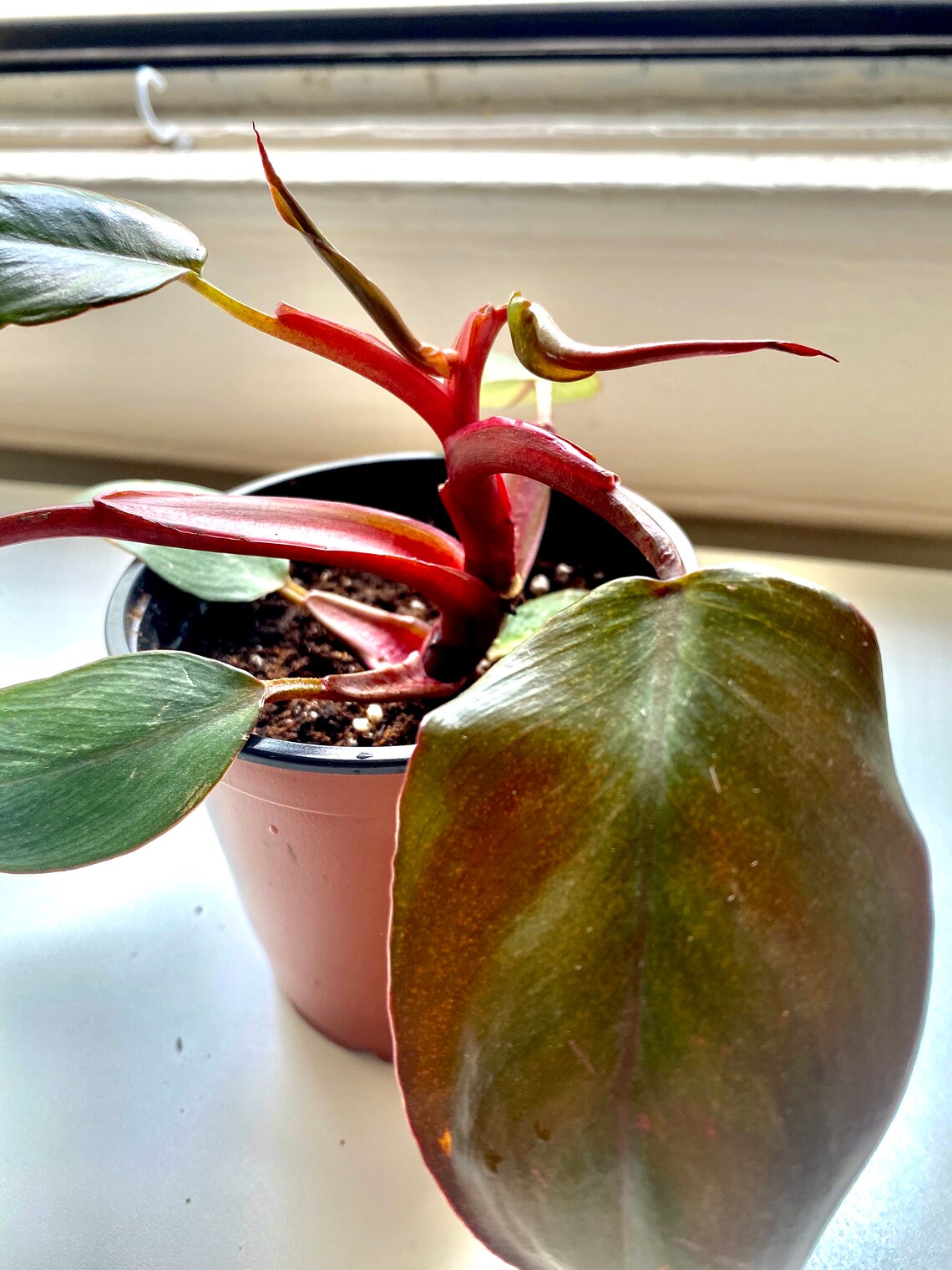 Rare Pink Princess Philodendron low variegation reverted Etsy