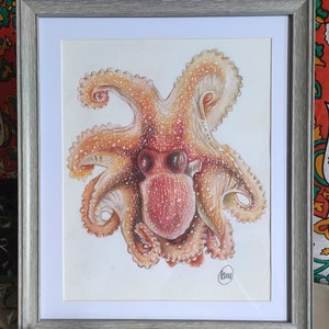 Antiguo dibujo científico de pulpo de color lápiz impresión / A4 Carteles de animales dibujados a mano en el Reino Unido
