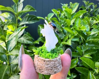 Minicúpula de escarabajo y mandíbula.