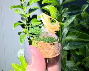 Minicúpula con forma de cráneo de lagarto de crin.
