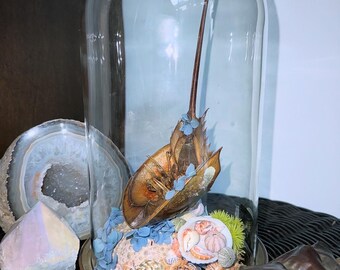 Horseshoe Crab (Limulidae) Dome