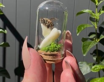 Mini cúpula de dientes de abeja