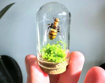 Avispa florícola hembra sin alas Mini Dome