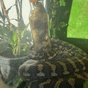 May include: A glass bottle with a cork stopper, filled with a snake's shed skin. The bottle sits on a coiled snake with a dark brown and tan patterned skin. The background features greenery and a black pot.