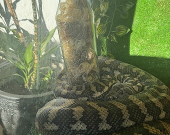 Eastern Coastal Python (Morelia spilota mcdowelli) Shed in glass bottle.