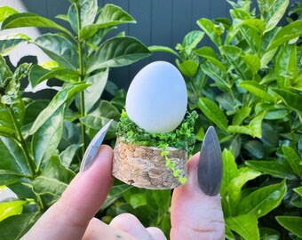 Minicúpula para huevos de cacatúa.