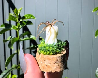 Muda de araña y minicúpula dental