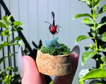 Minidomo de gorgojo de jirafa