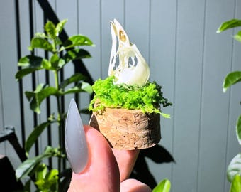 Tangara Spec. Mini Dome