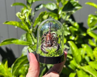 Mini cúpulas de escorpión
