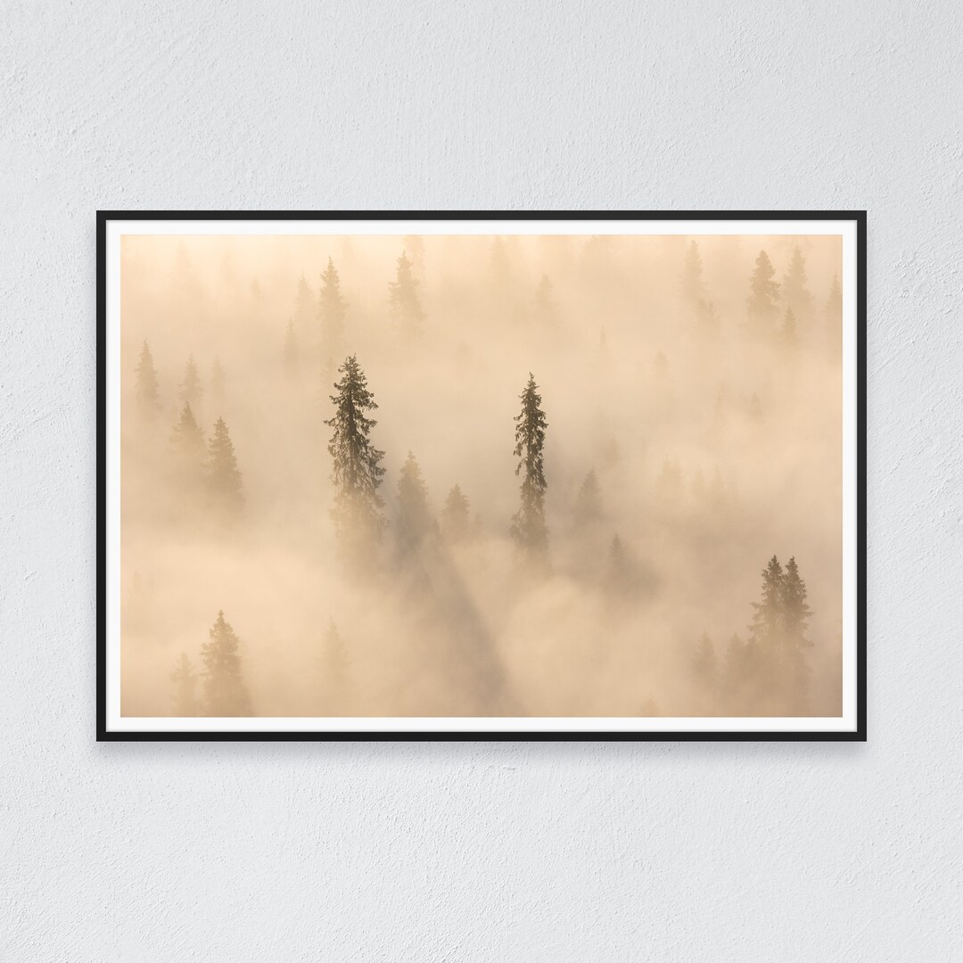 Fine Art Print Finland Pine Trees in a Golden Fog Foggy Forest Nordic ...