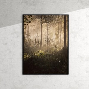 Kunstdruck. Nebliger Wald. Finnland Landschaft. Nordische Natur (Museumsqualität)