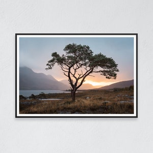 Fine art print | Scotland | Lone tree at sunrise | Moody nature photo | Minimalist decor | Highlands landscape | Mountain dawn