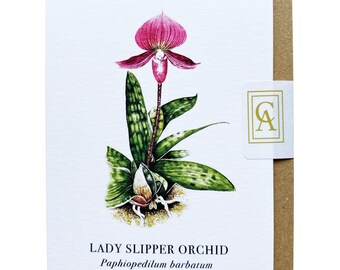 Pink Slipper Orchid Greeting Card