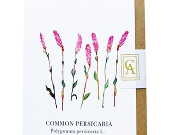 Persicaria Greeting Card
