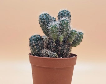 Cactus Plant, Micro Plants, Succulents, Easy Live Plants