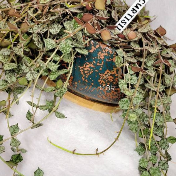 Hoya Curtisii Pendulum, Wax Plant, Hoya Cuttings