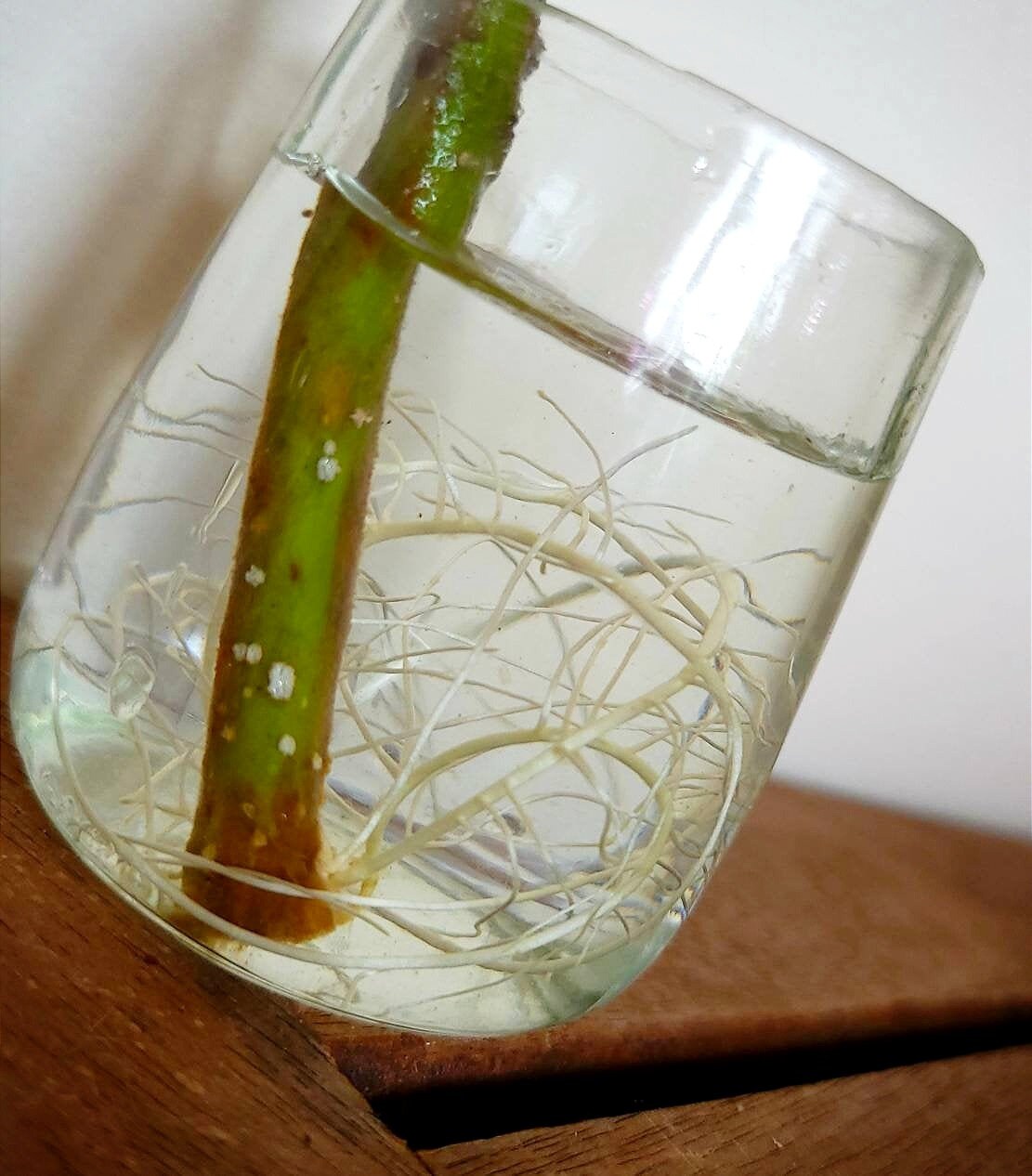 Propagation Jars 3 Set Reclaimed Planters Etsy