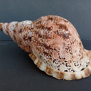 Hand Carved Triton Shell: Hummingbird Design, Natural Seashell