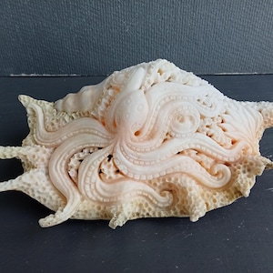 Gesneden schelp: octopus zeeschildpad ontwerp natuurlijke schelpkunst