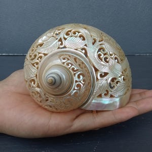 Geschnitzte Muschel, Kolibri, natürliche Meereskunst
