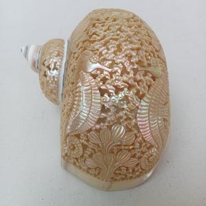 Hand Carved Snail Shell with Sea Horse Designs Natural Seashell
