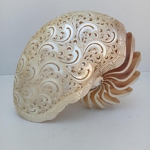 Natuurlijke gesneden parel nautilusschelp: stranddecor