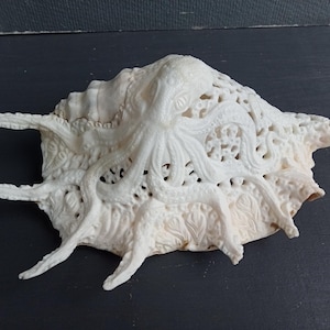 Carved spider conch shell octopus design: real and natural sea shell