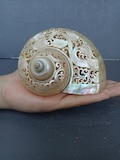 Carved Conch Shell Hummingbird Natural Sea Shell Art product logo