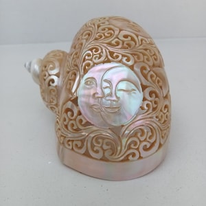 Carved Turbo Conch Shell: Night Theme Ocean Decor Natural Seashell