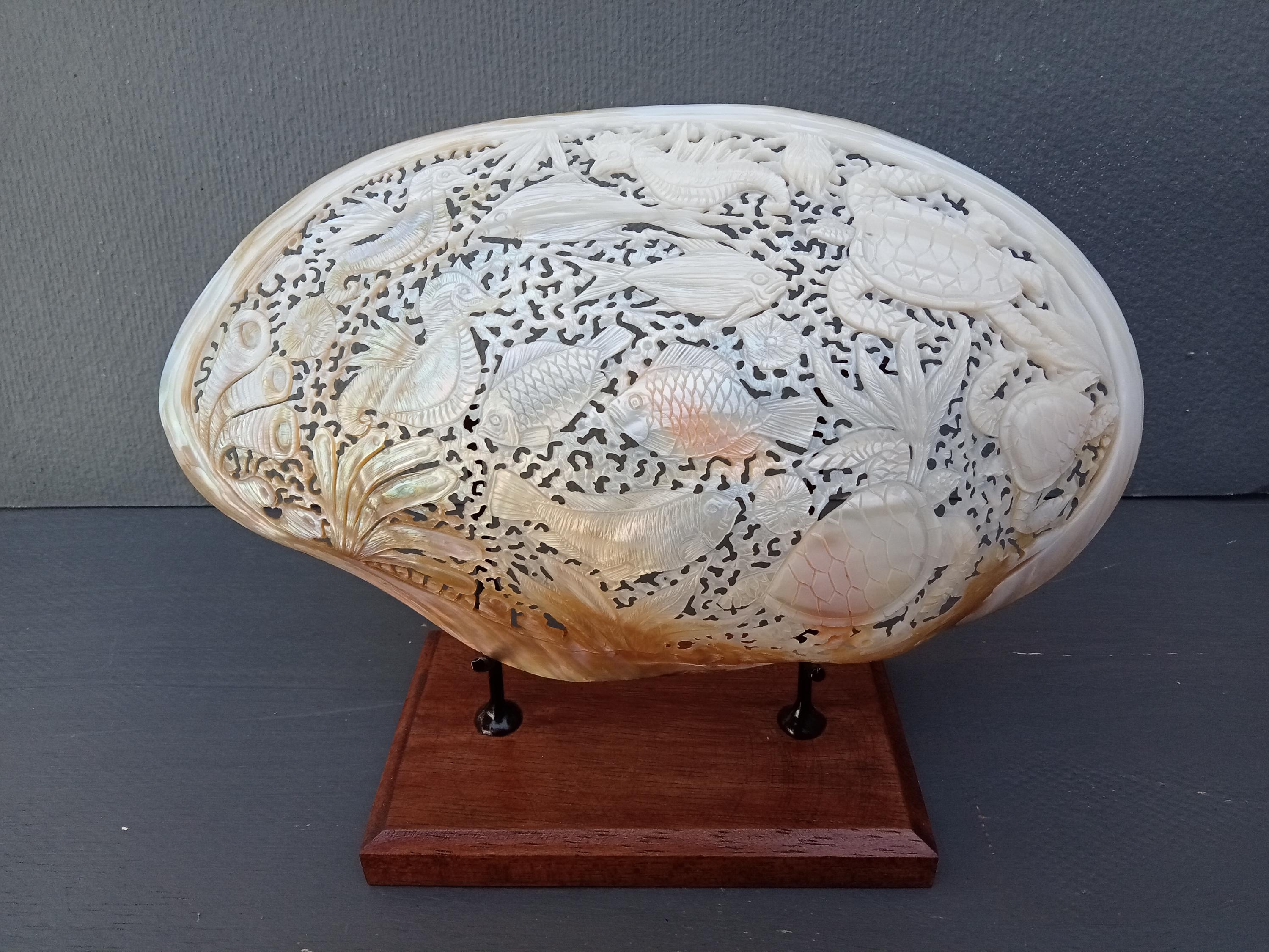 Indonesia Sea Shells - Etsy