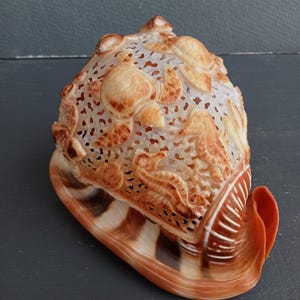Hand Carved Conch Shell Sea Turtle Seahorse Natural Seashell