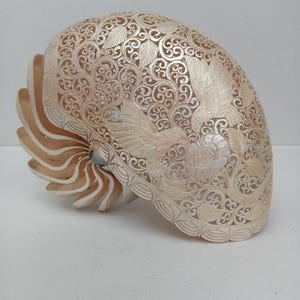 Conchiglia naturale intagliata a mano con motivo a colibrì, conchiglia Nautilus