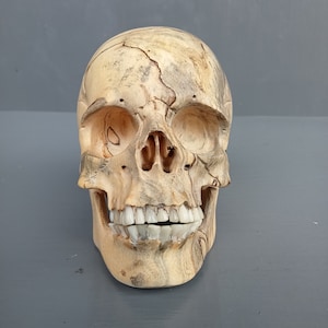 Schädelreplik aus Holz, Holz geschnitzt