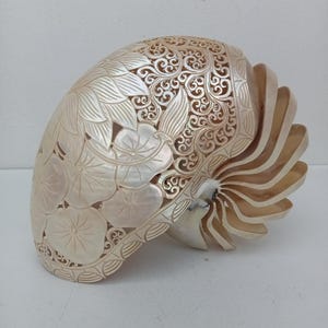 Carved Nautilus Shell: Lotus Design, Natural Seashell