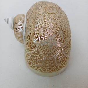 Könnte beinhalten: Eine große, cremefarbene Muschel mit kunstvollen, handgeschnitzten Blumen- und geometrischen Mustern auf der Oberfläche. Die Muschel hat eine glatte, perlmuttartige Oberfläche mit einer Spiralstruktur und detaillierten Ausschnitten.