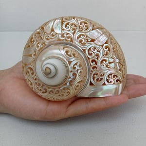 Natural Carved Turbo Conch Shell Dragonfly Designs