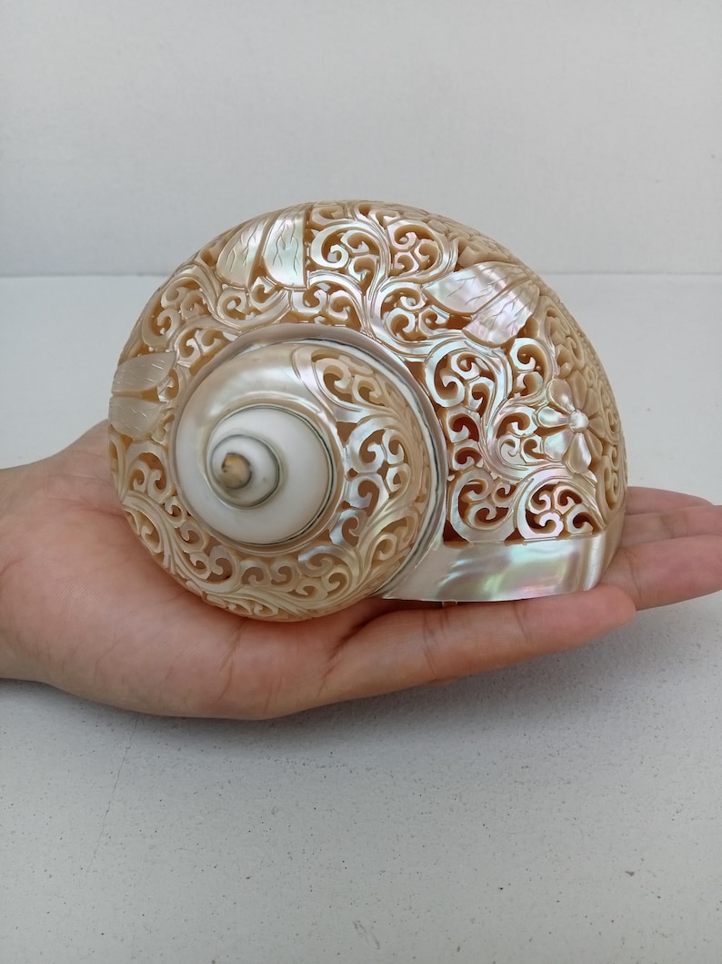 Natural Carved Turbo Conch Shell Dragonfly Designs