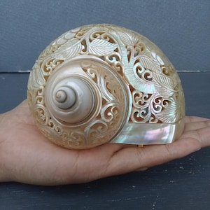Hand Carved Turbo Conch Shell with Hummingbird Design, Natural seashell