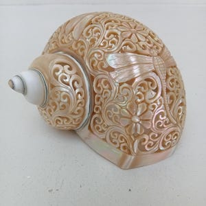Natural Carved Turbo Conch Shell Dragonfly Designs