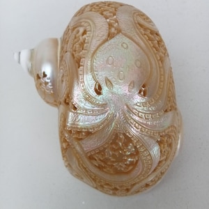 May include: A polished seashell featuring an intricate, hand-carved relief of an octopus with textured tentacles and a smooth, iridescent surface. The shell displays a warm, light brown hue with pearlescent highlights and a spiral structure.