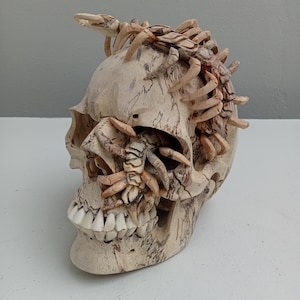 Handgeschnitzter Tamarindenholz-Schädel mit Kuh-Knochen-Zähnen: Tausendfüßler-Akzent