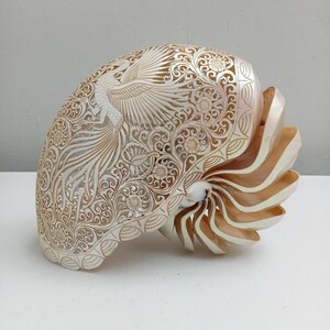 天然貝殻 螺旋状 大型 バリ購入品 【公式通販】