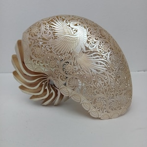 Pearl nautilus - Etsy 日本