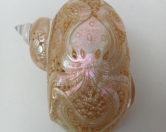 Arte de concha de pulpo tallada a mano: Concha marina natural Turbo verde pulida
