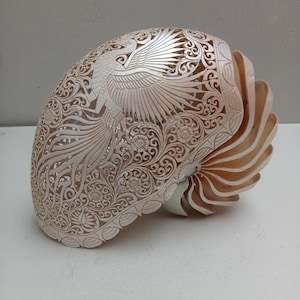 May include: A nautilus shell featuring intricate, hand-carved details of a phoenix bird surrounded by elaborate floral and scrollwork patterns. The shell has a smooth, off-white, pearlescent finish with visible natural ridges on the right side.