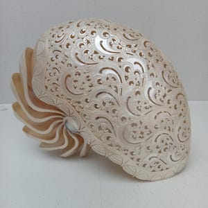 Natural Carved Pearl Nautilus Shell Beach Decor