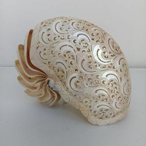 Natural Carved Pearl Nautilus Shell : Beach decor