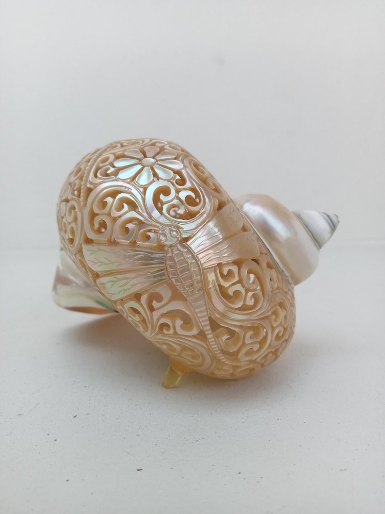 Natural Carved Turbo Conch Shell Dragonfly Designs