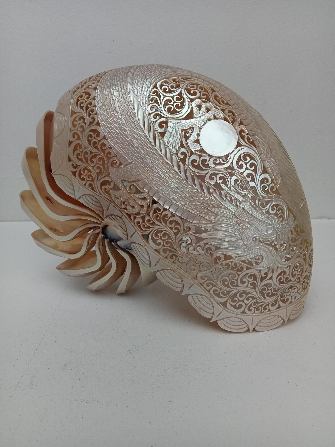 Shell Dragn Hand Carved Nautilus Shell Dragon: Natural Seashell Art - Etsy